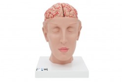 Model ludzkiego mózgu z tętnicami u podstawy głowy, 8 części - 3B Smart Anatomy - 1017869 [C25]